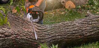 Trusted East Franklin, NJ Tree Care Services Experts